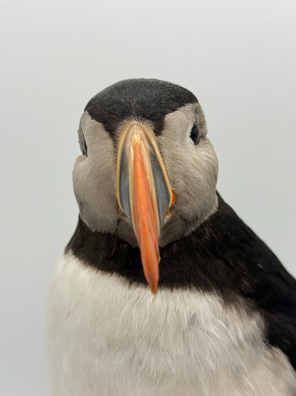 Udstoppet fugl. Lunde (Søpapegøje- Fratercula arctica)