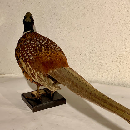 Udstoppet fugl, Fasan han (Phasianus colchicus )