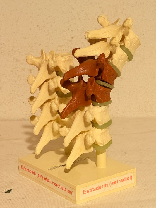 Vintage CIBA anatomisk ryghvirvel model