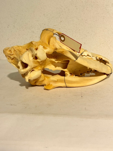 Ægte ældre Sankt Bernhards hund kranie (Canis Santi Bernhardi) Sjældent.