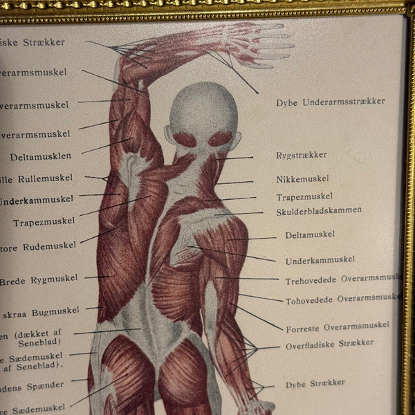Antik original Muskel anatomi oversigt, fra start 1900 tallet.