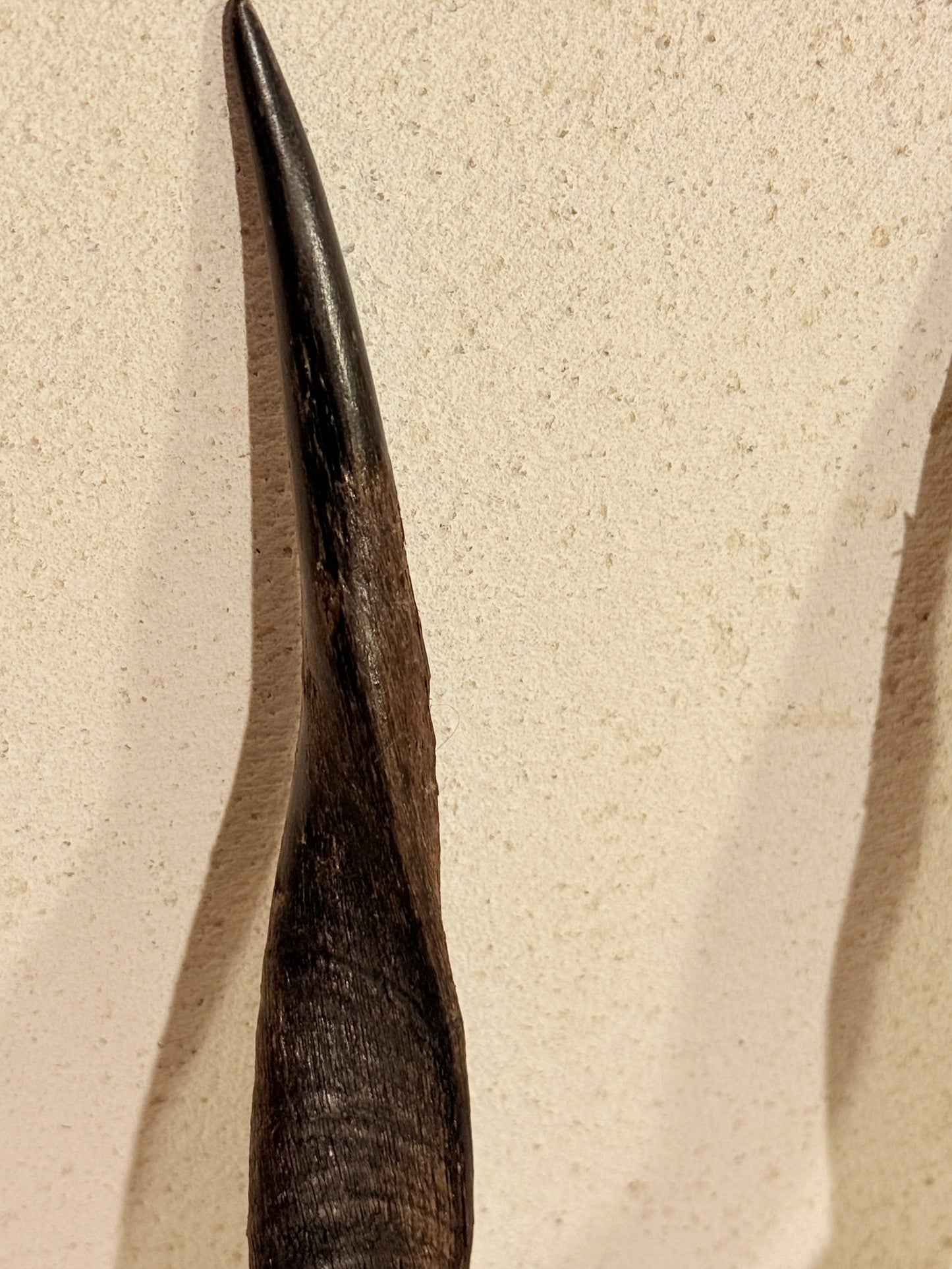 Antik Kudu antilope (Tragelaphus strepsiceros) på trofæplade. Start 1900 tallet.