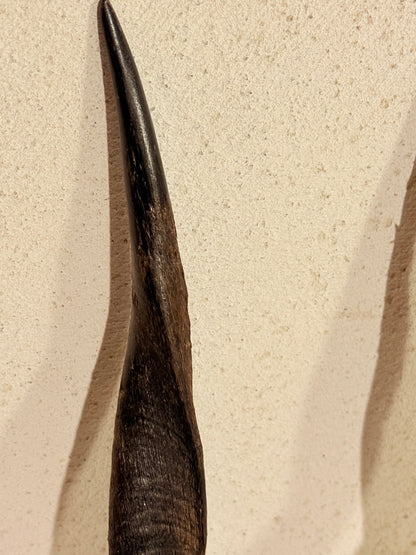 Antik Kudu antilope (Tragelaphus strepsiceros) på trofæplade. Start 1900 tallet.