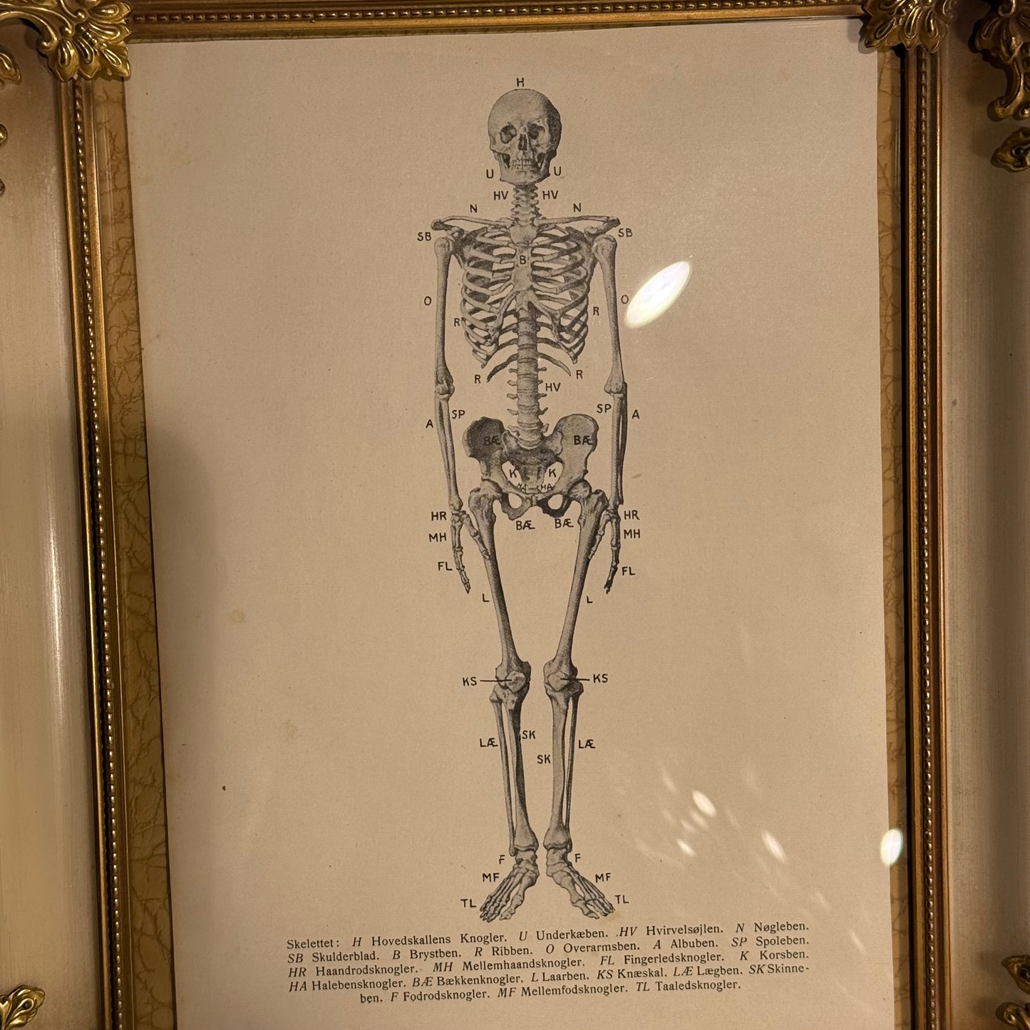 Antik original Skelet oversigt, fra start 1900 tallet.