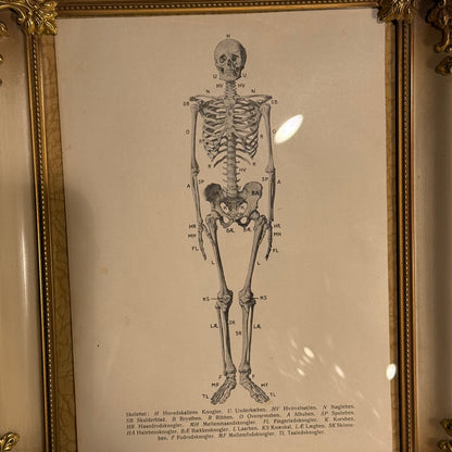 Antik original Skelet oversigt, fra start 1900 tallet.