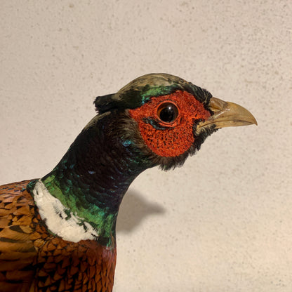 Udstoppet fugl, Fasan han (Phasianus colchicus )