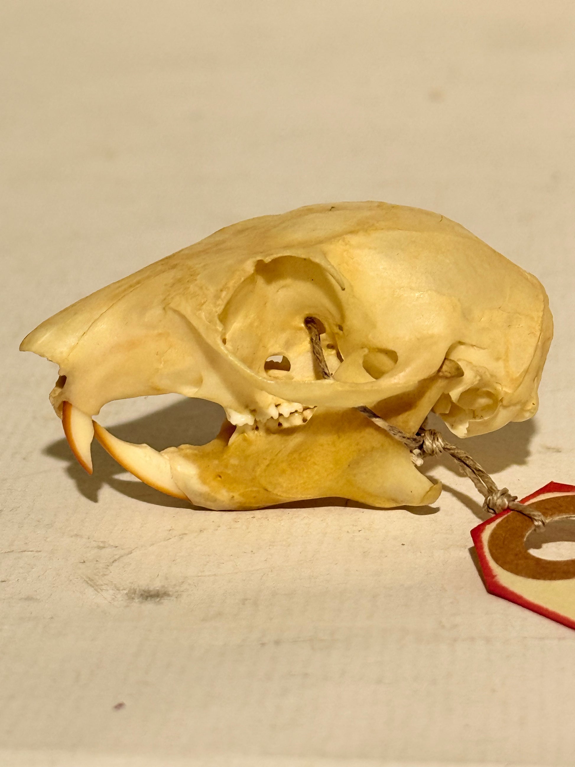 Rød egern kranie fra Sciurus vulgaris-arten