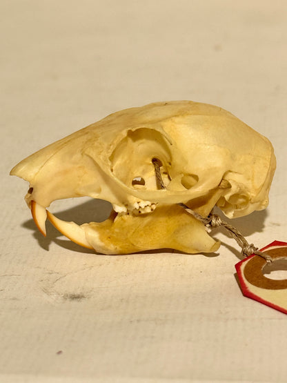 Rød egern kranie fra Sciurus vulgaris-arten