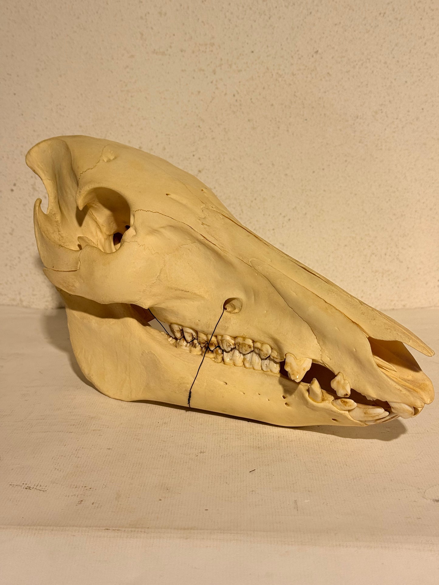 Ægte ældre Vildsvine kranie (Sus scofa.) Med skrift.