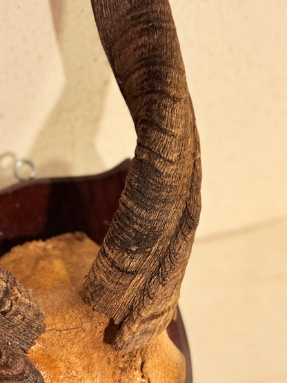 Antik Kudu antilope (Tragelaphus strepsiceros) på trofæplade. Start 1900 tallet.