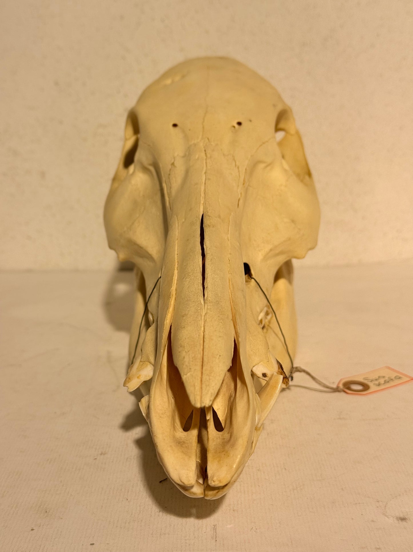 Ægte ældre Vildsvine kranie (Sus scofa.) Med skrift.