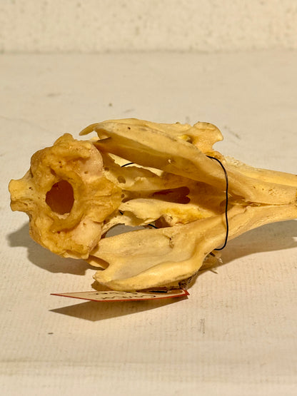 Ægte ældre Hare kranie (Lepus europaeus.)