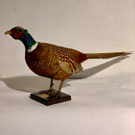 Udstoppet fugl, Fasan han (Phasianus colchicus )