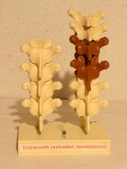 Vintage CIBA anatomisk ryghvirvel model