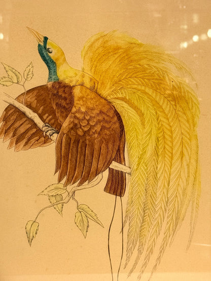 Le Paradis Papuan. Antique French copper engraving from the 19th century