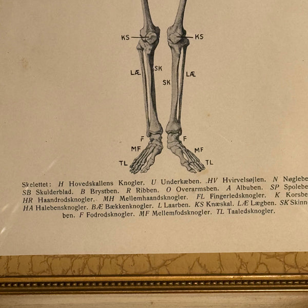 Antik original Skelet oversigt, fra start 1900 tallet.