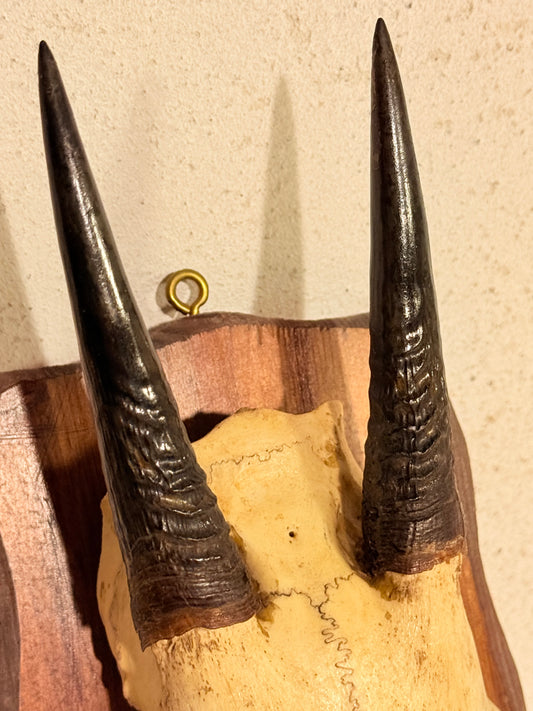 Antik Oribi antilope (Ourebia ourebi) på trofæplade. Start 1900 tallet