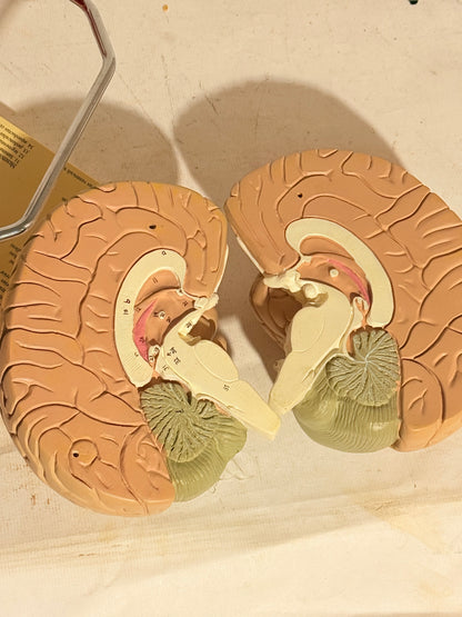 Vintage MAXALT anatomisk menneske hjerne model