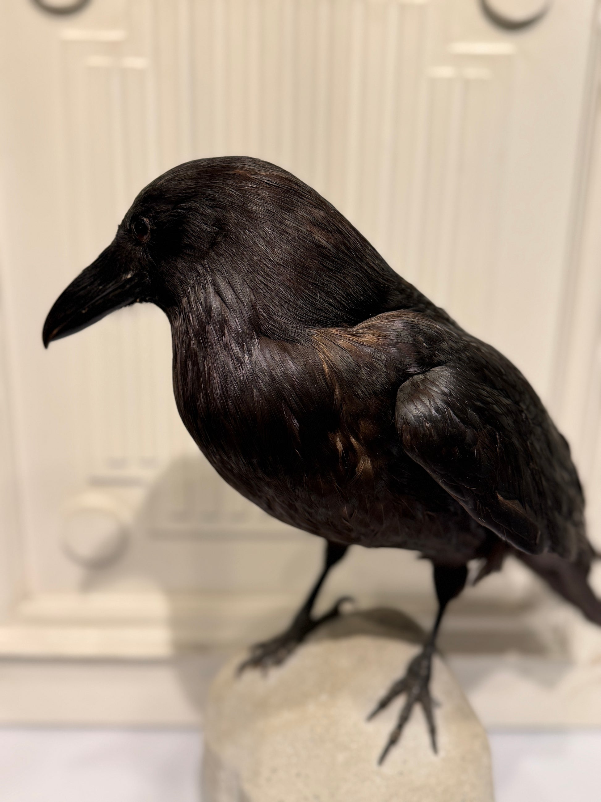 Udstoppet fugl, Ravn (Corvus corax)
