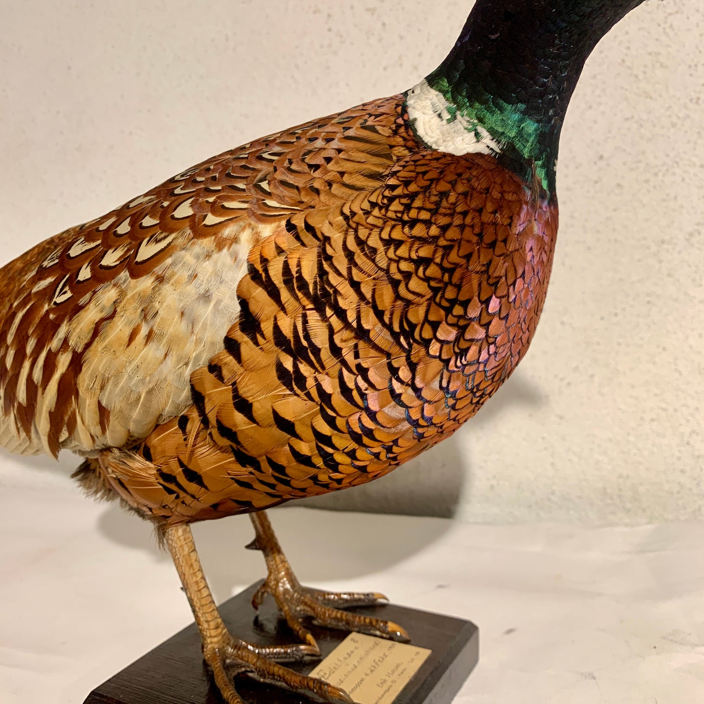 Udstoppet fugl, Fasan han (Phasianus colchicus )