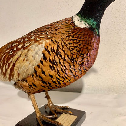 Udstoppet fugl, Fasan han (Phasianus colchicus )