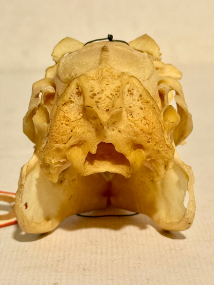 Ægte ældre Hare kranie (Lepus europaeus.)