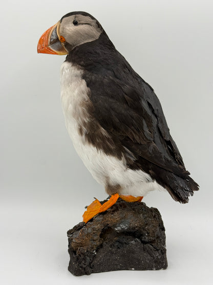 Udstoppet fugl. Lunde (Søpapegøje- Fratercula arctica)