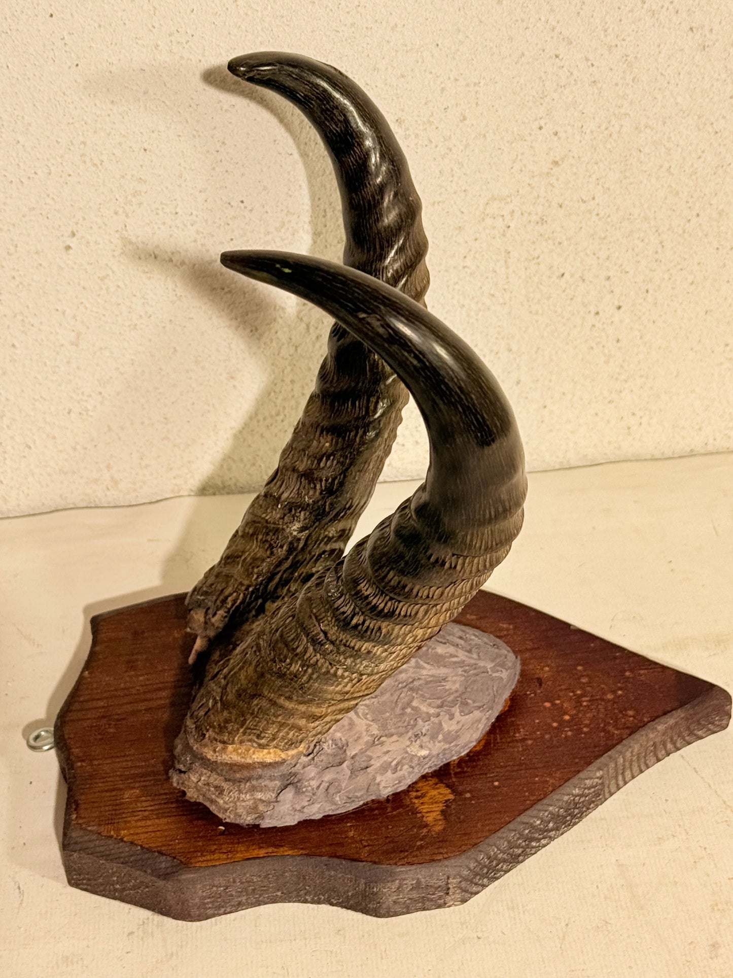 Antik Koantilope (Alcelaphus buselaphus) på trofæplade. Start 1900 tallet.