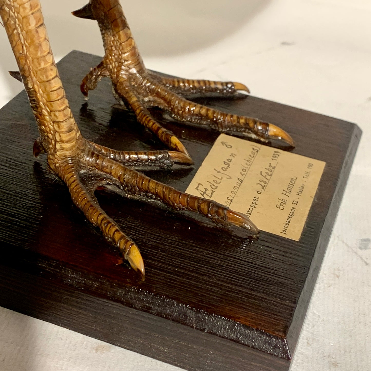 Udstoppet fugl, Fasan han (Phasianus colchicus )