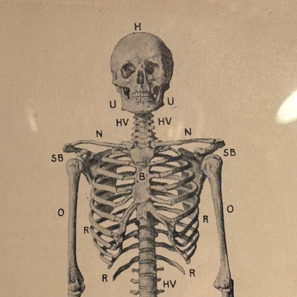Antik original Skelet oversigt, fra start 1900 tallet.