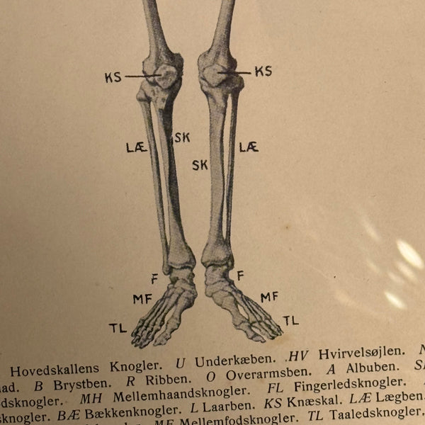 Antik original Skelet oversigt, fra start 1900 tallet.