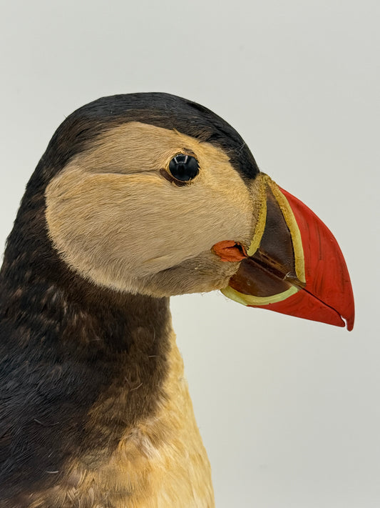 Udstoppet Lunde (Søpapegøje- Fratercula arctica)