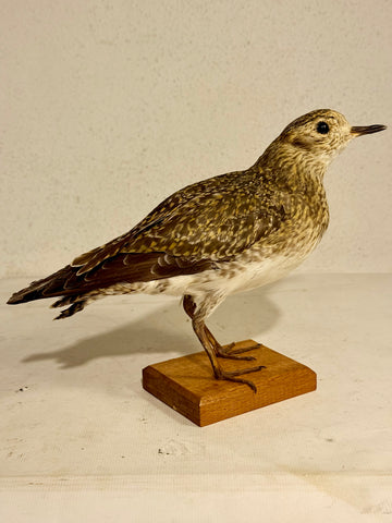 Udstoppet fugl, Hjejle (Pluvialis apricaria) Fra 1957.