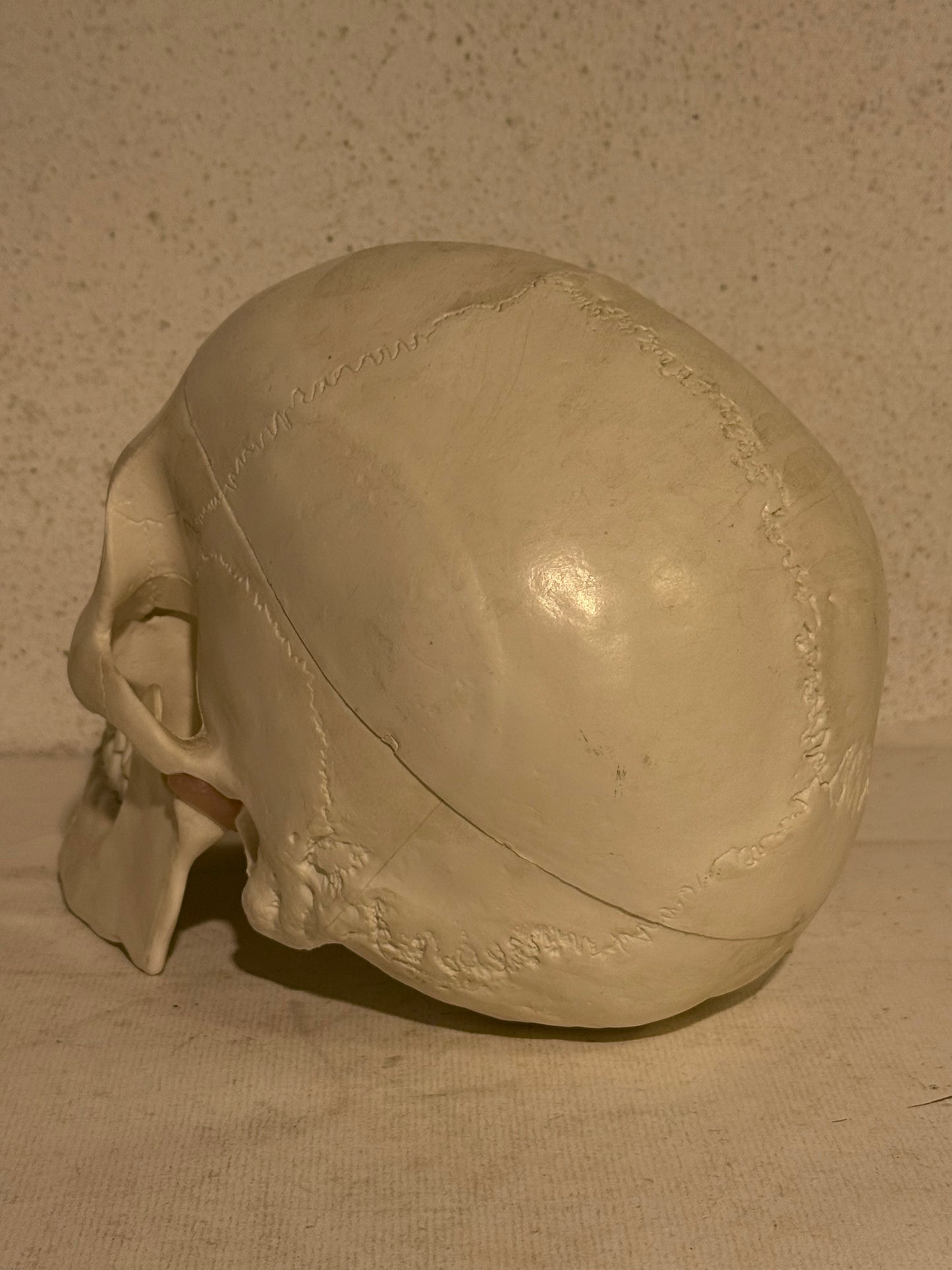 Vintage medicinsk menneske kranie (Cranium homo sapiens) i hård plast.