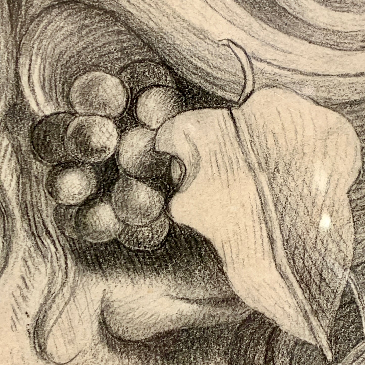 Afrodite. Antik blyants tegning fra start/midt 1800 tallet.