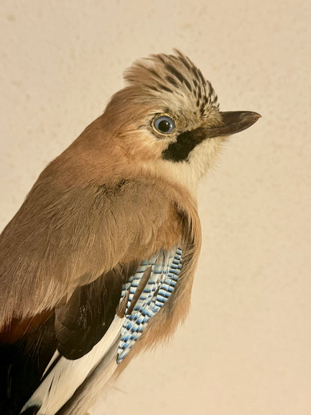Stuffed bird, Wood grouse (Garrulus glandarius) From 1954.