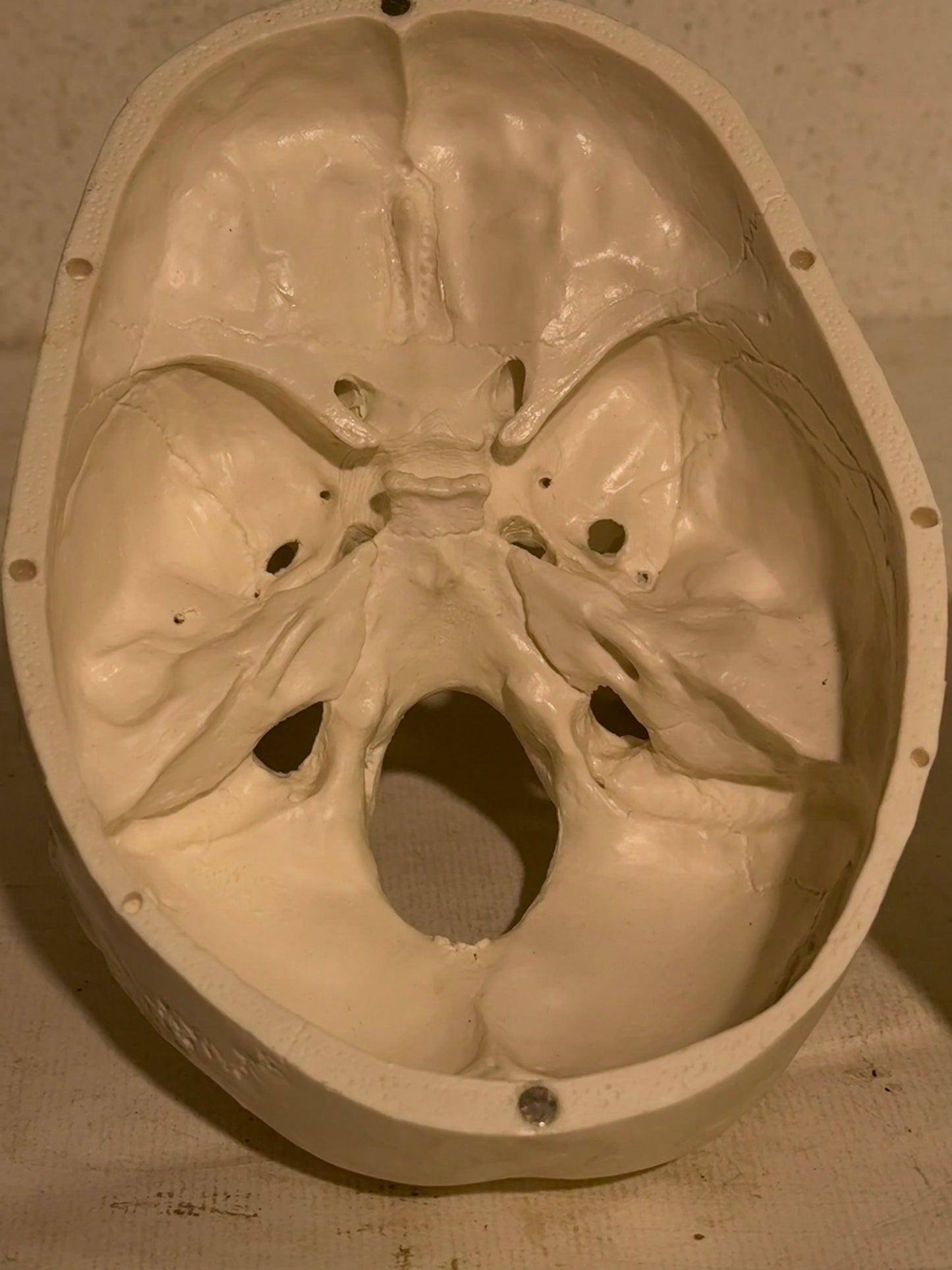 Vintage medicinsk menneske kranie (Cranium homo sapiens) i hård plast.