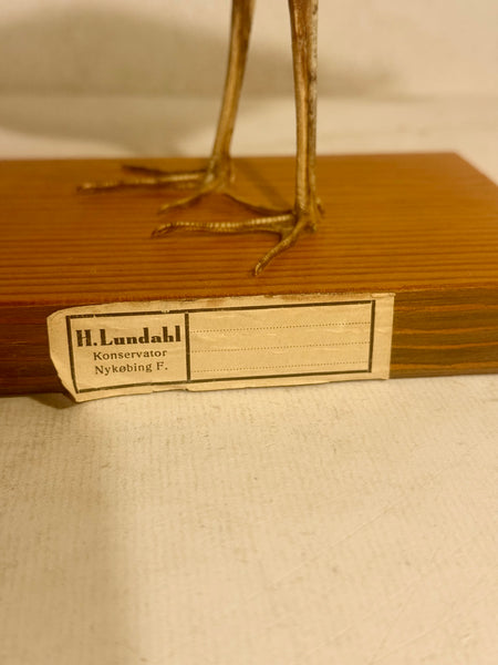 Stuffed bird, White-fronted Nuthatch (Tringa nebularia) From 1949.