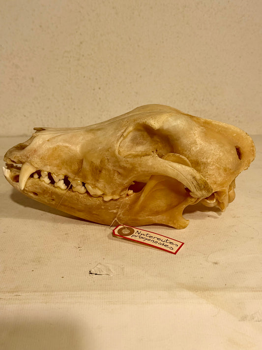Ægte Mårhund kranie (Nyctereutes procyonoides)