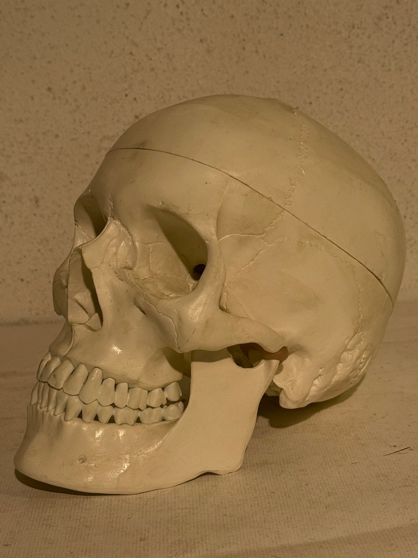 Vintage medicinsk menneske kranie (Cranium homo sapiens) i hård plast.