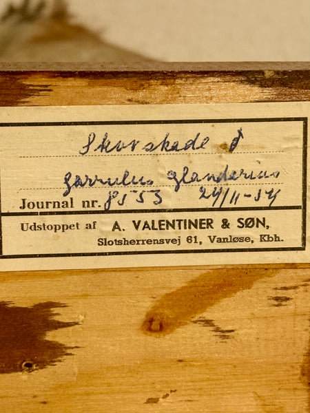 Stuffed bird, Wood grouse (Garrulus glandarius) From 1954.