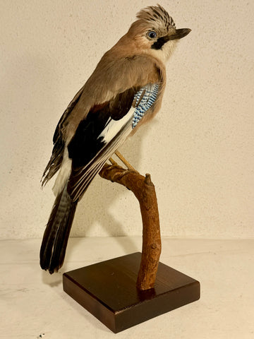 Udstoppet fugl, Skovskade (Garrulus glandarius) Fra 1954.