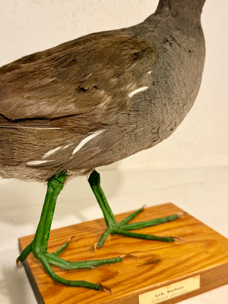 Stuffed bird, Green-legged Reed (Gallinula chloropus) From 1948.