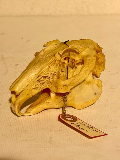 Ægte ældre Hare kranie (Lepus europaeus.)