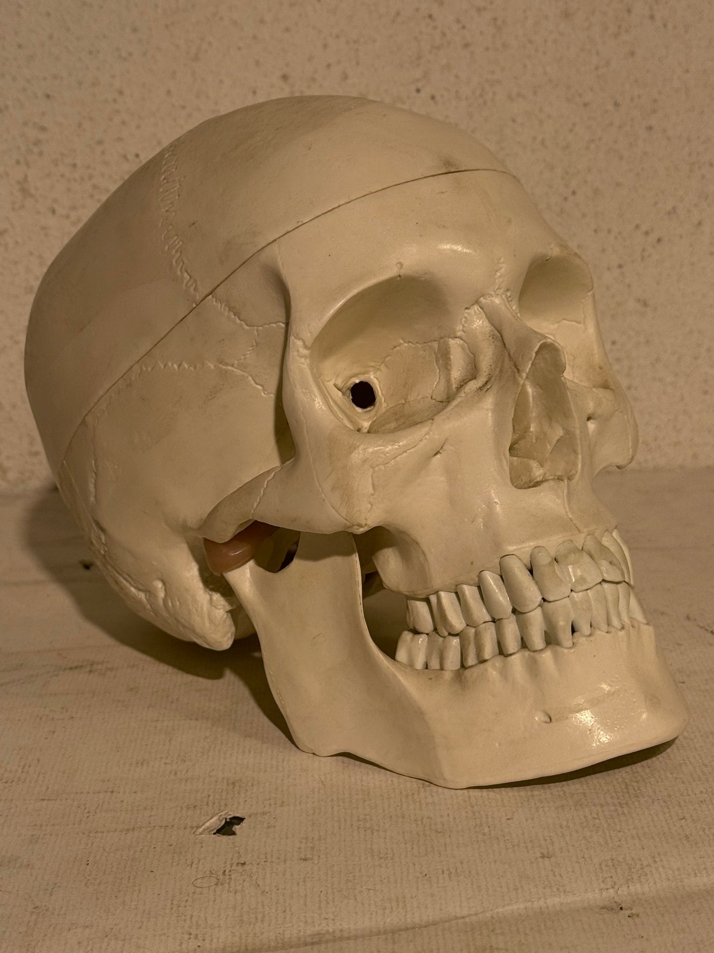 Vintage medicinsk menneske kranie (Cranium homo sapiens) i hård plast.