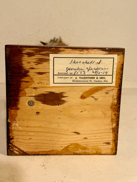 Stuffed bird, Wood grouse (Garrulus glandarius) From 1954.