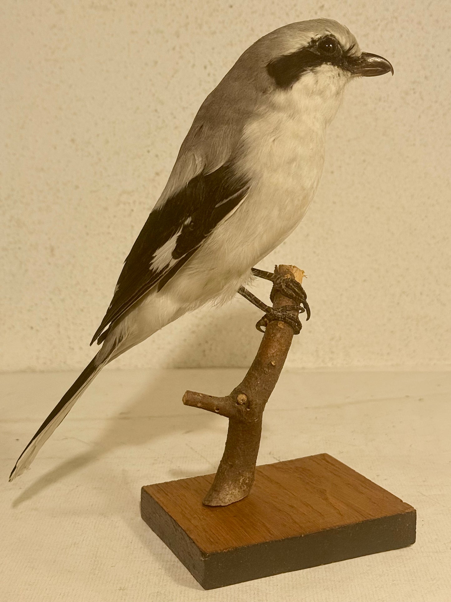 Udstoppet fugl, Stor tornskade (Lanius excubitor) Fra 1958.