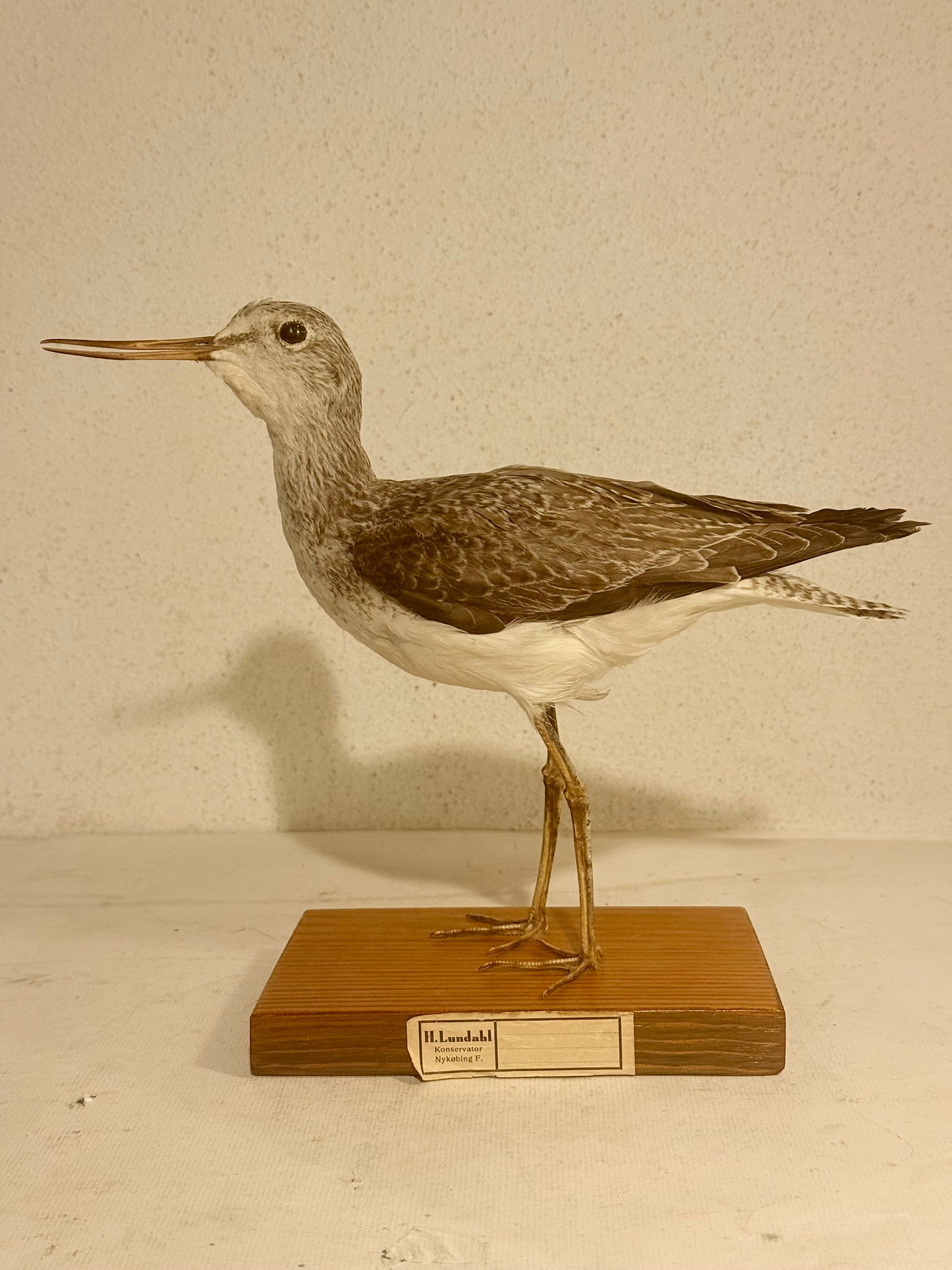 Udstoppet fugl, Hvidklire (Tringa nebularia) Fra 1949.