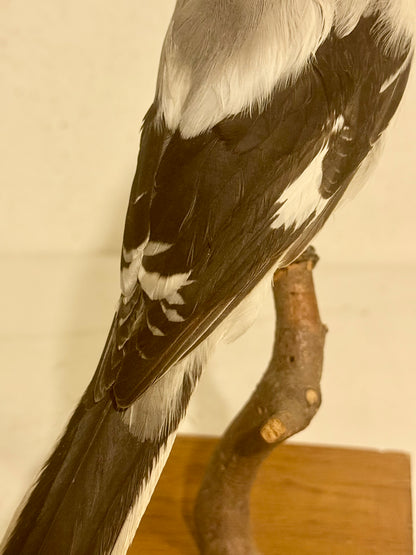 Udstoppet fugl, Stor tornskade (Lanius excubitor) Fra 1958.