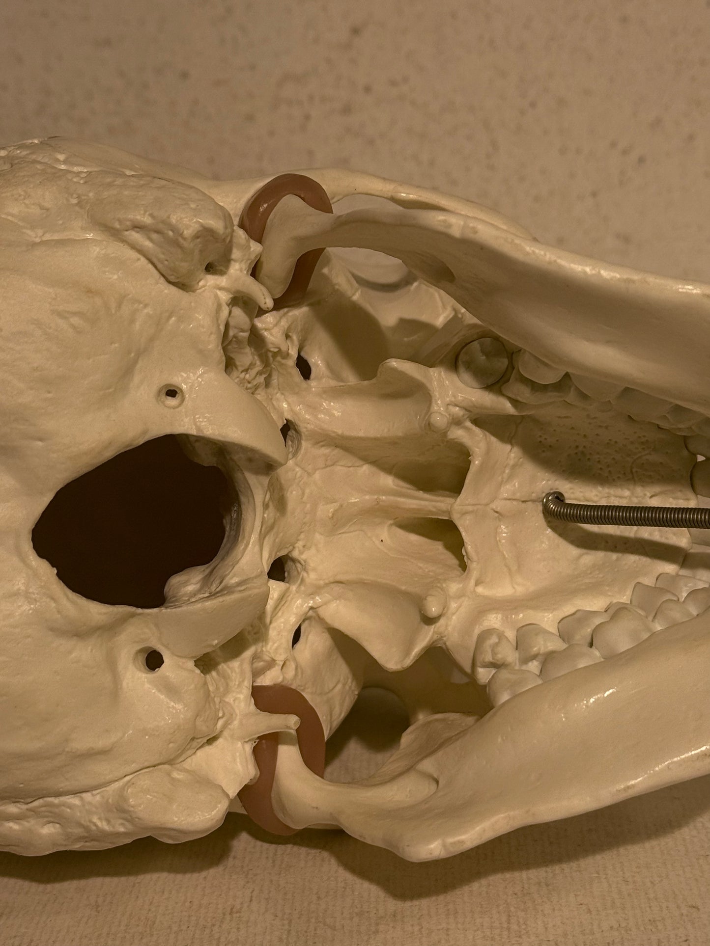 Vintage medicinsk menneske kranie (Cranium homo sapiens) i hård plast.